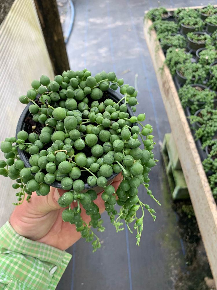 senecio-herreianus-string-of-pearls-string-of-beads