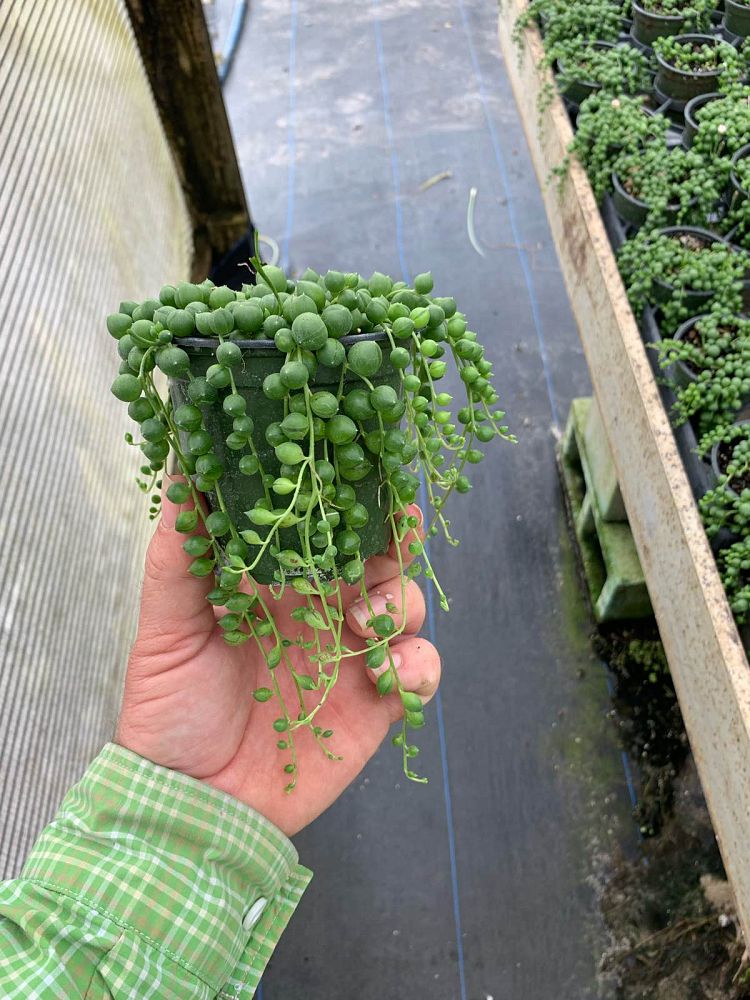 senecio-herreianus-string-of-pearls-string-of-beads