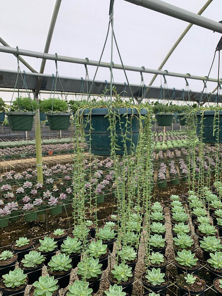 senecio-herreianus-string-of-pearls-string-of-beads