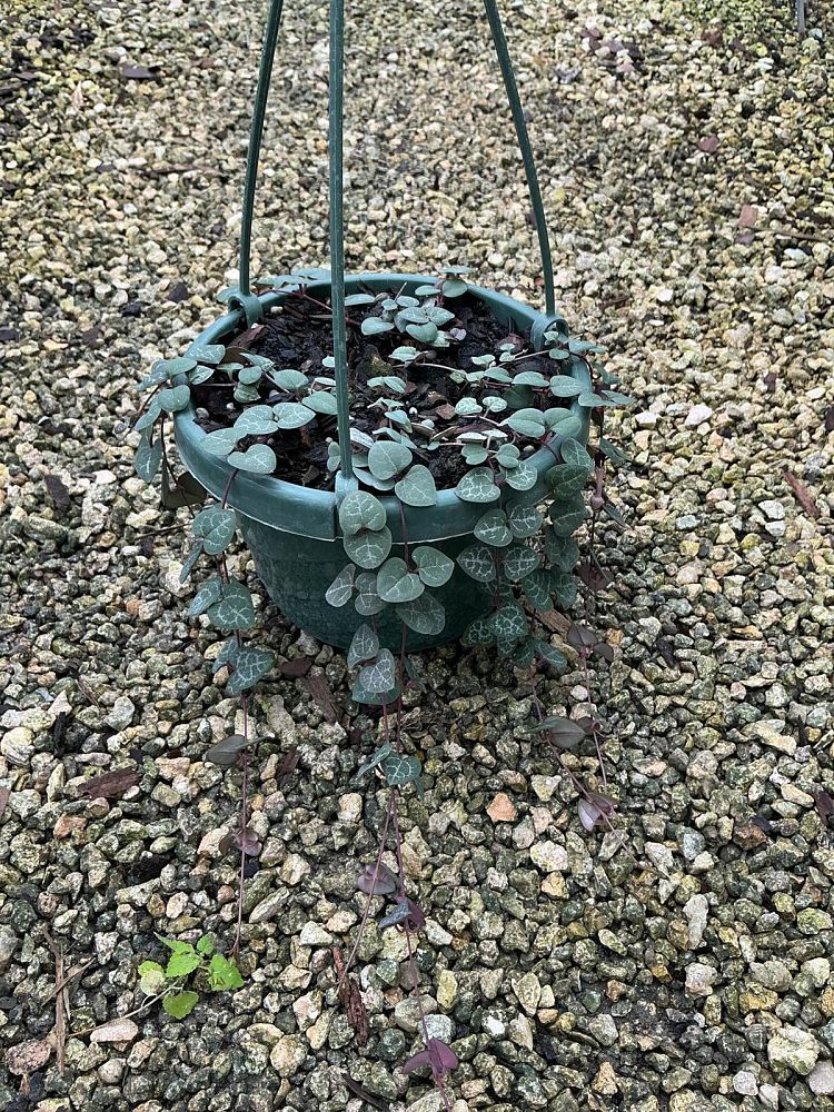 senecio-herreianus-string-of-pearls-string-of-beads