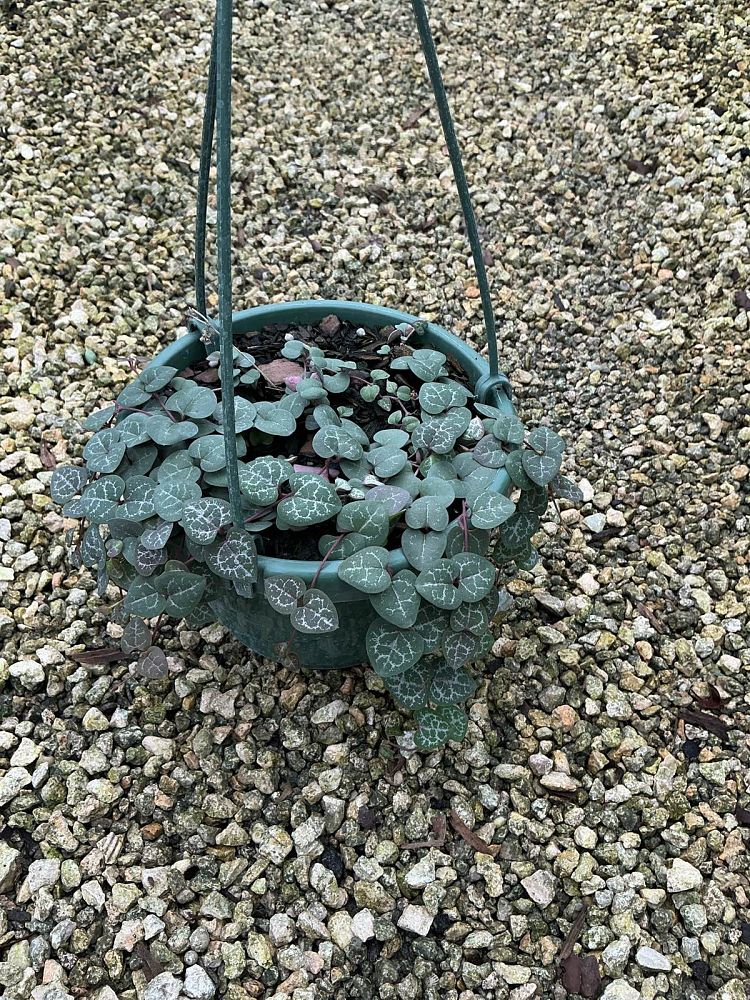 senecio-herreianus-string-of-pearls-string-of-beads