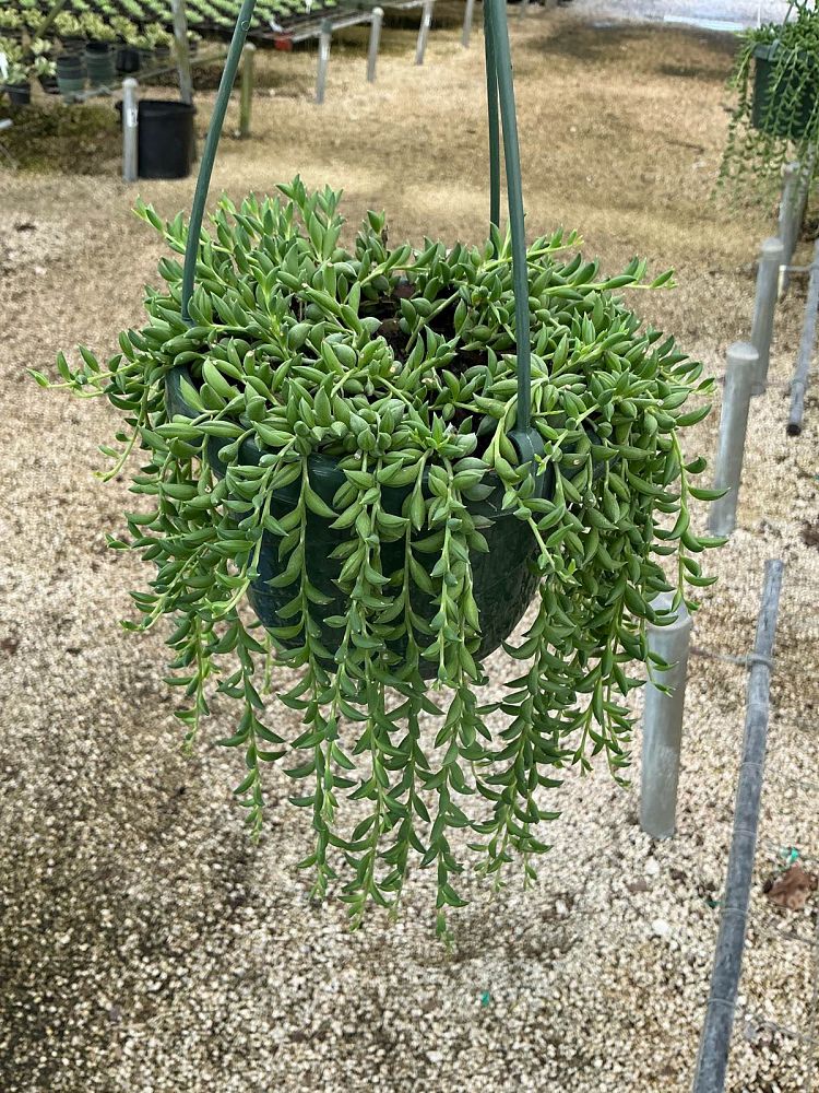 senecio-herreianus-string-of-pearls-string-of-beads