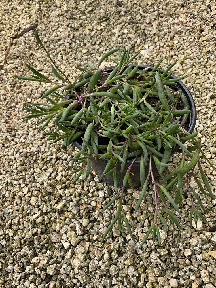 senecio-herreianus-string-of-pearls-string-of-beads