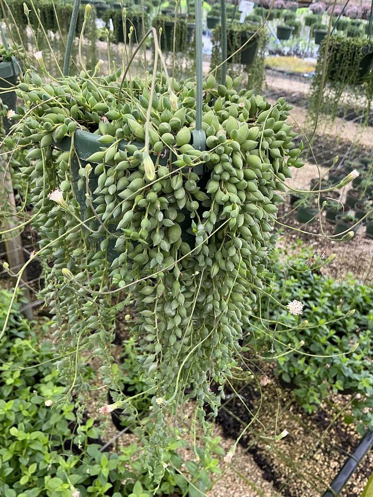 senecio-herreianus-string-of-pearls-string-of-beads