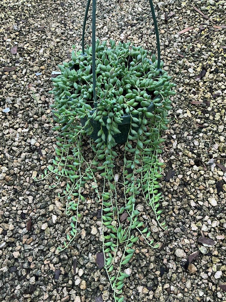 senecio-herreianus-string-of-pearls-string-of-beads