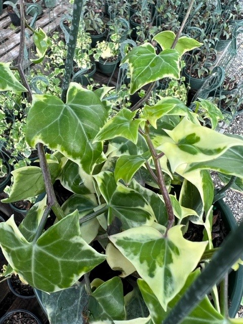 senecio-macroglossus-variegatus