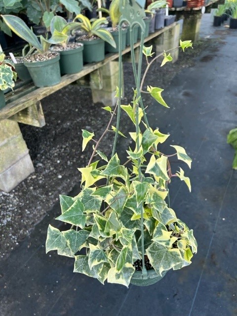 senecio-macroglossus-variegatus