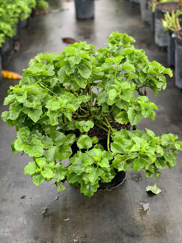 senecio-mikaensis