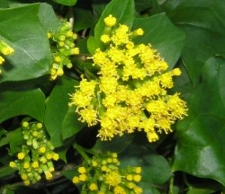 senecio-mikanioides-german-ivy