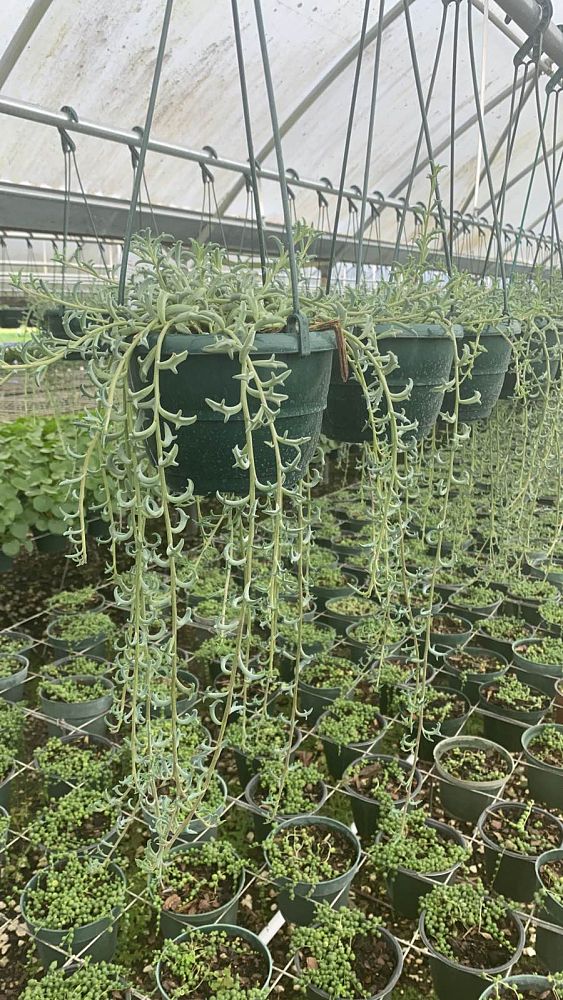 senecio-peregrinus-string-of-dolphins