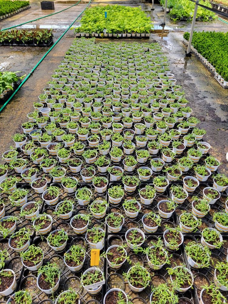 senecio-peregrinus-string-of-dolphins