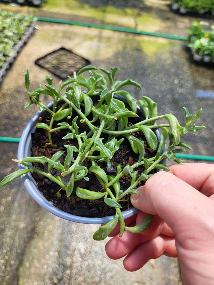 senecio-peregrinus-string-of-dolphins