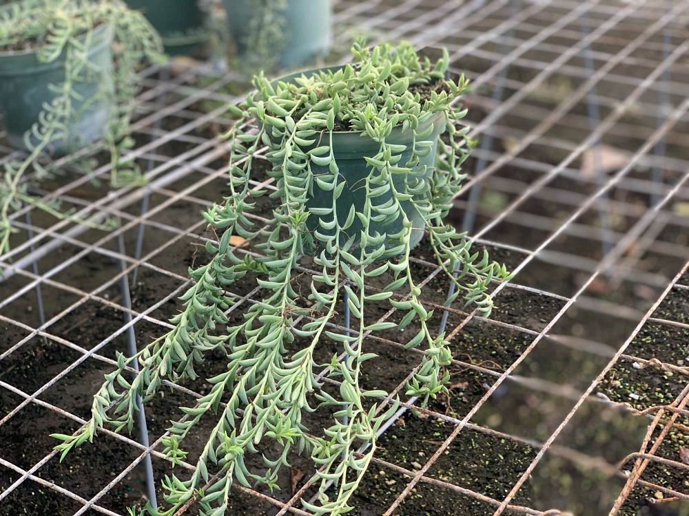 senecio-radicans-string-of-fishhooks