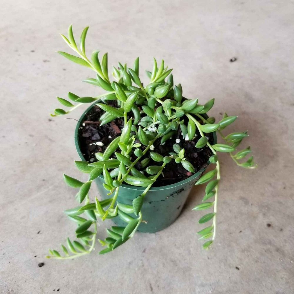 senecio-radicans-string-of-fishhooks