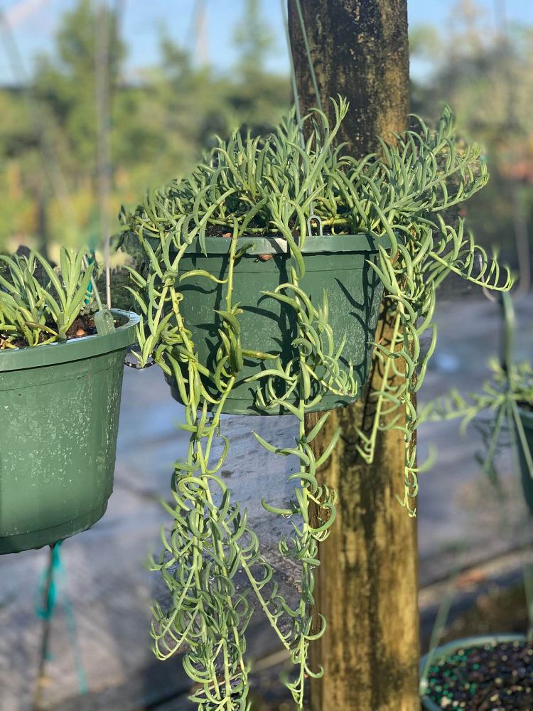 senecio-radicans-string-of-fishhooks