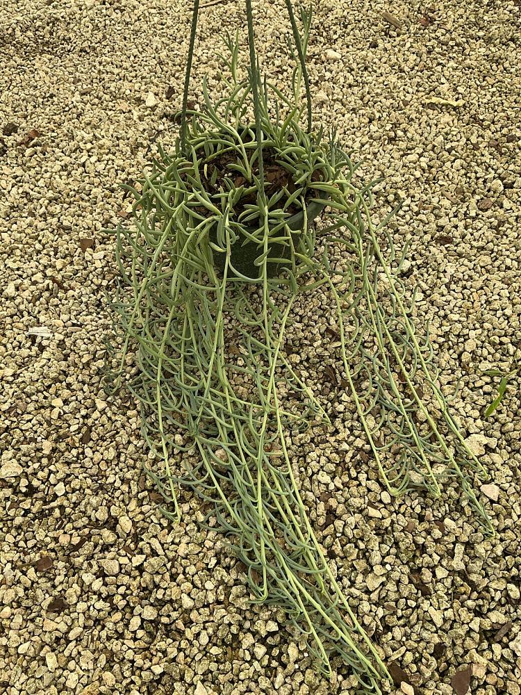 senecio-radicans-string-of-fishhooks