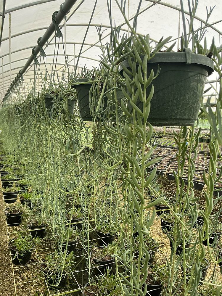 senecio-radicans-string-of-fishhooks