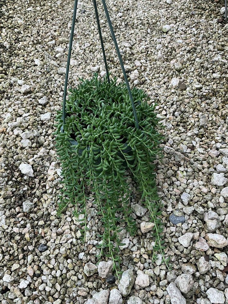 senecio-radicans-string-of-fishhooks