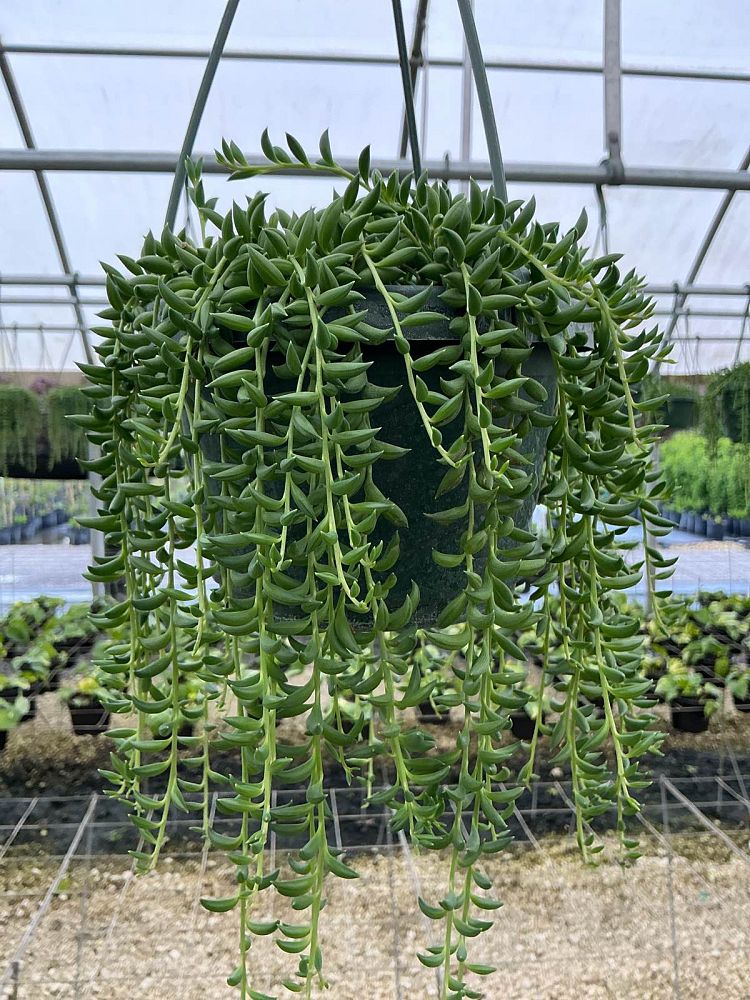 senecio-radicans-string-of-fishhooks