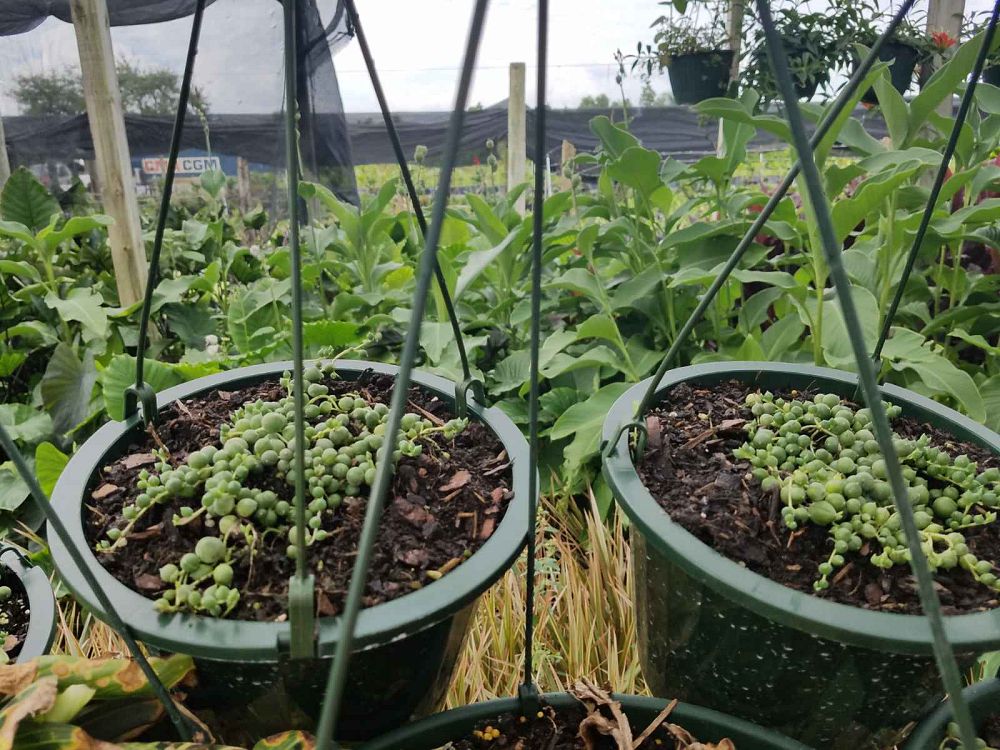senecio-rowleyanus-string-of-pearls