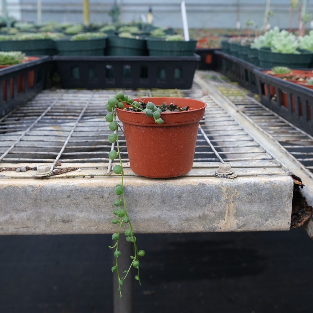 senecio-rowleyanus-string-of-pearls