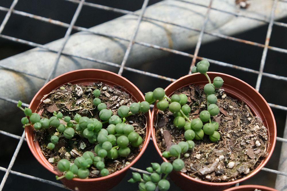 senecio-rowleyanus-string-of-pearls