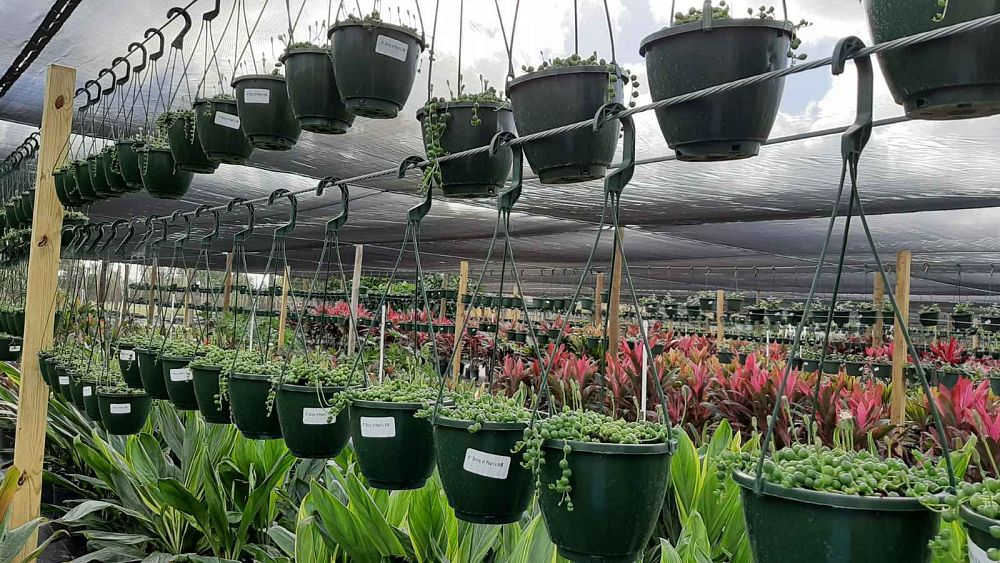 senecio-rowleyanus-string-of-pearls