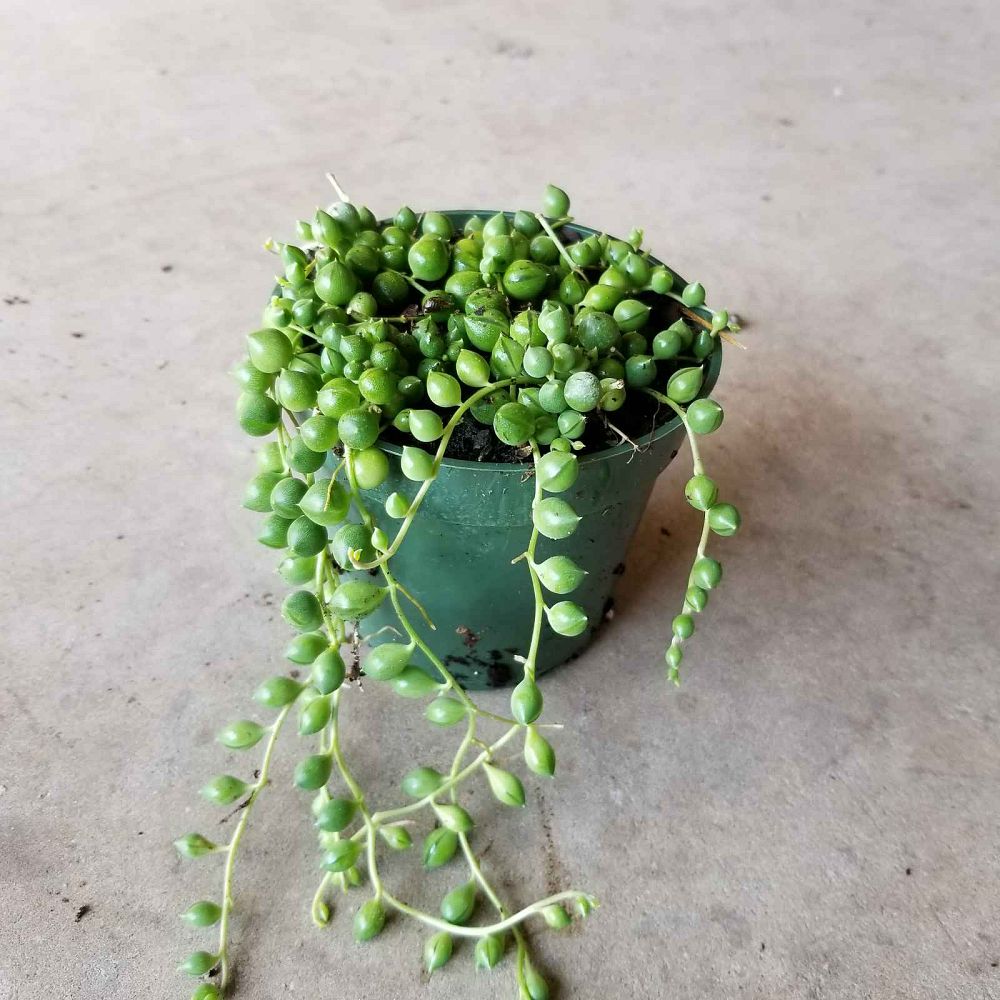 senecio-rowleyanus-string-of-pearls