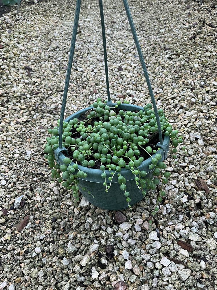 senecio-rowleyanus-string-of-pearls