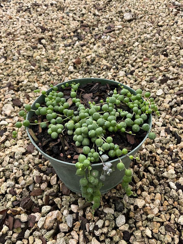 senecio-rowleyanus-string-of-pearls