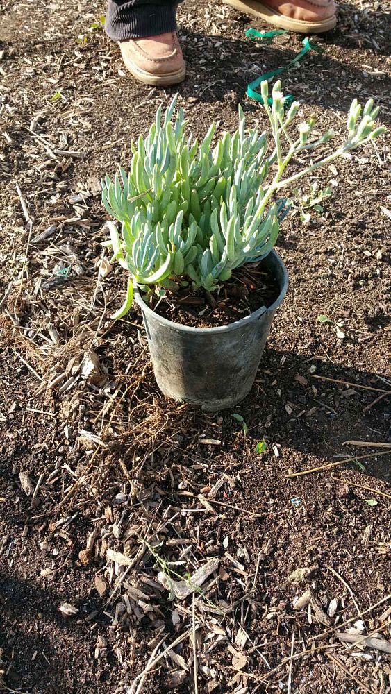 senecio-serpens-blue-chalksticks