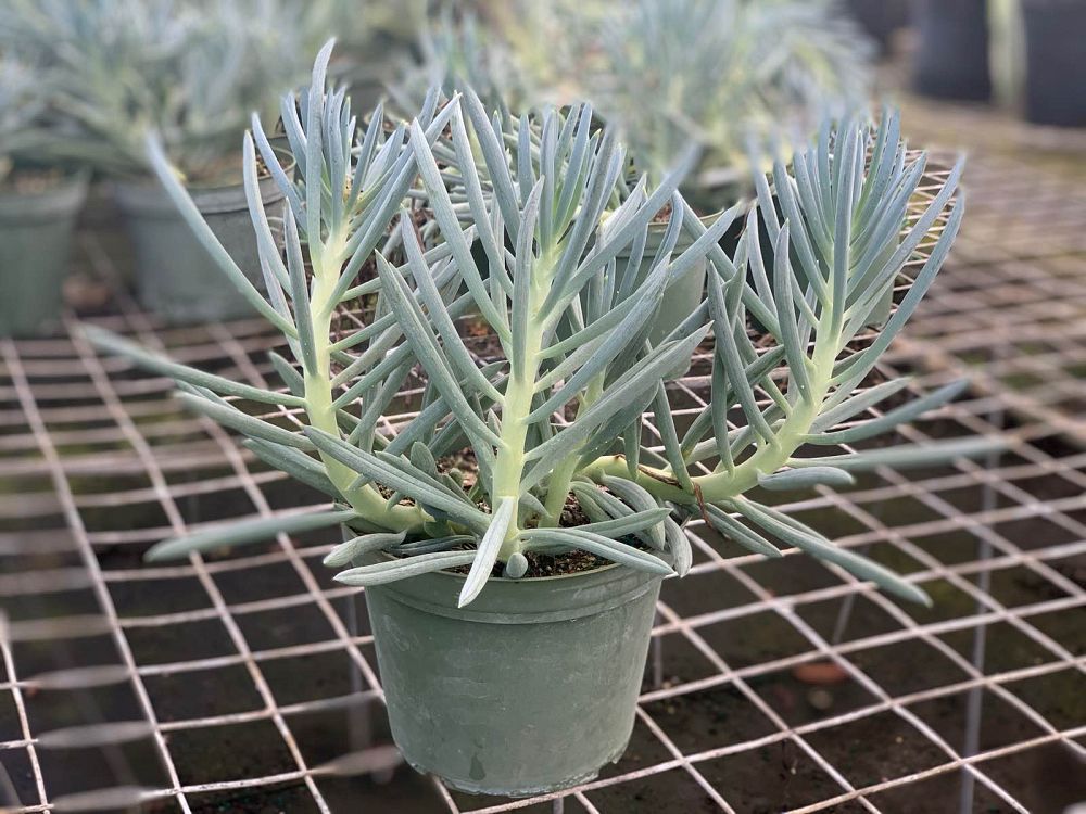 senecio-talinoides-jolly-gray-blue-chalk-fingers