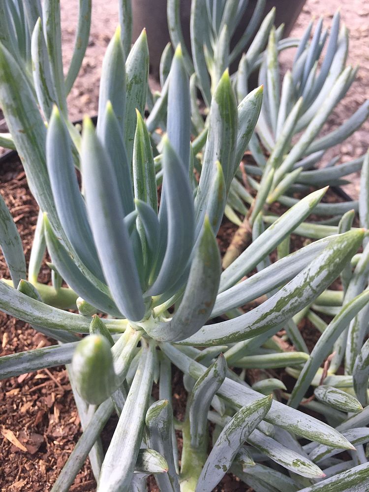 senecio-talinoides-var-mandraliscae-blue-finger