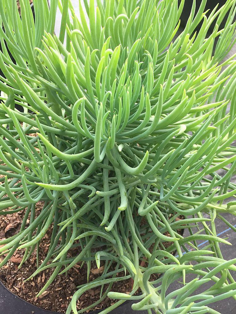 senecio-vitalis-serpents-narrow-leaf-chalksticks
