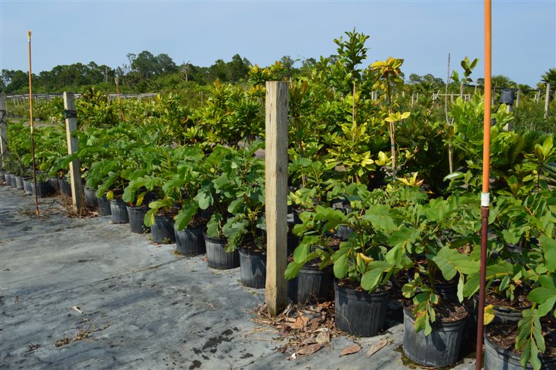 senna-alata-candelabra-bush-candlestick-cassia-candletree-empress-candle-plant-ringworm-tree-candle-bush