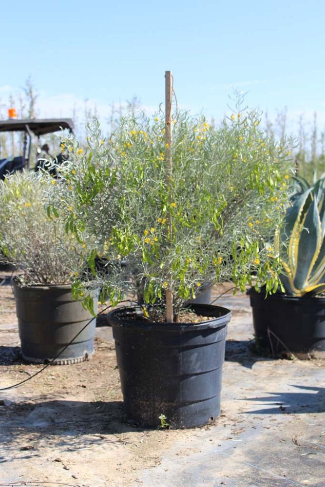 senna-artemisioides-petiolaris-silver-leaf-cassia-silvery-cassia-silver-cassia