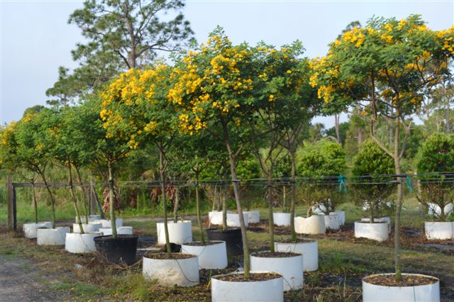 senna-bicapsularis-cassia-bicapsularis