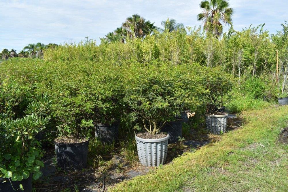 senna-bicapsularis-cassia-bicapsularis