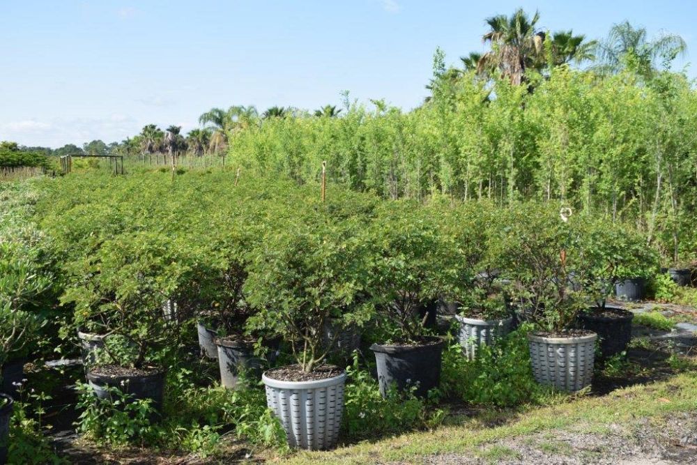 senna-bicapsularis-cassia-bicapsularis