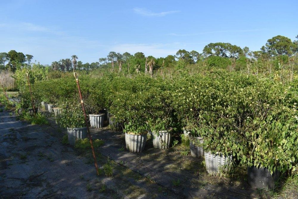 senna-bicapsularis-cassia-bicapsularis