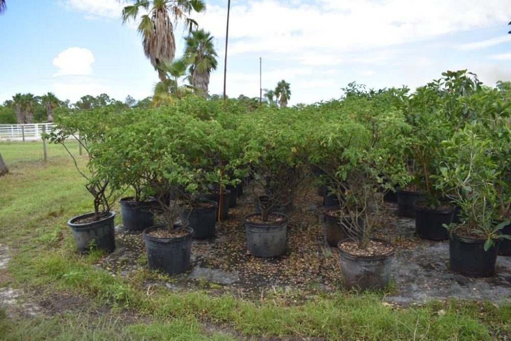 senna-bicapsularis-cassia-bicapsularis