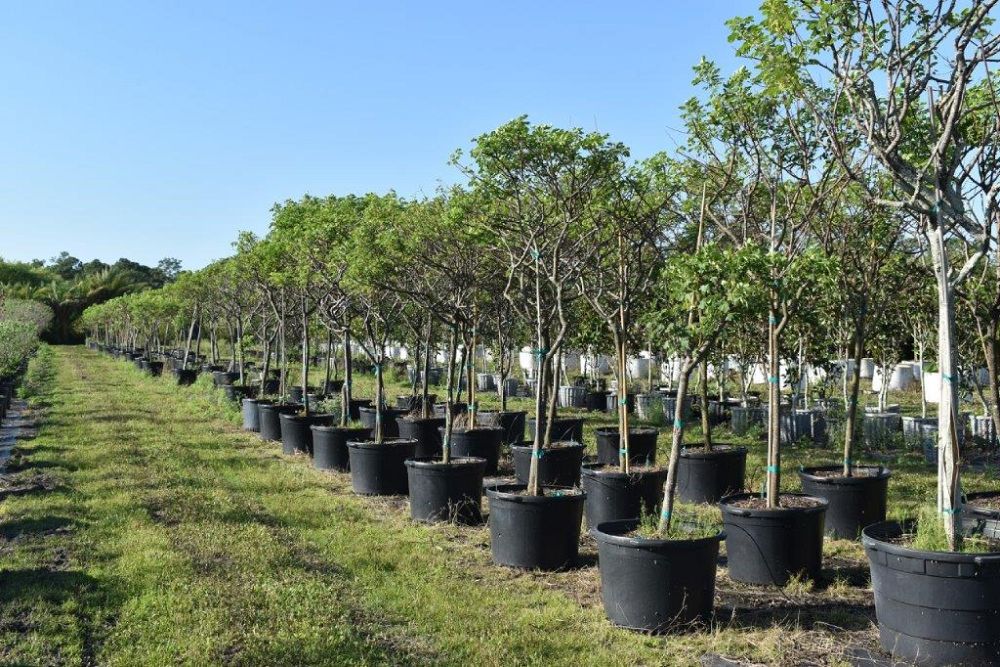 senna-bicapsularis-cassia-bicapsularis
