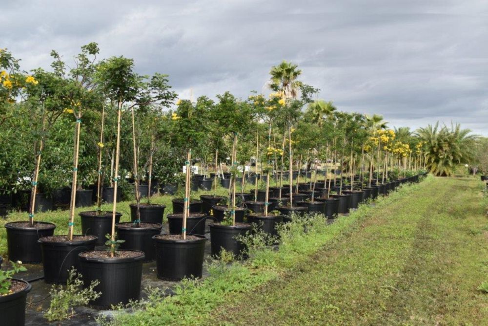 senna-bicapsularis-cassia-bicapsularis