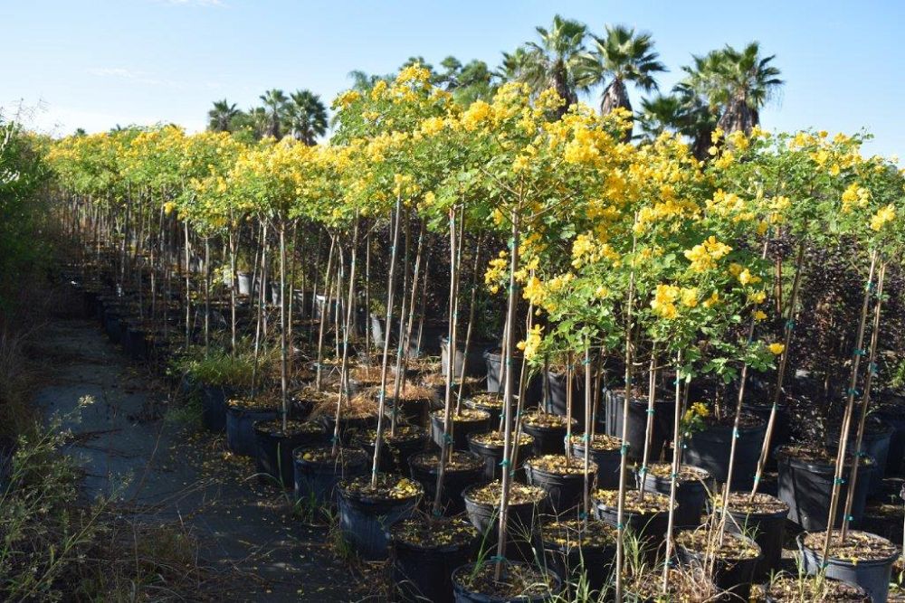 senna-bicapsularis-cassia-bicapsularis