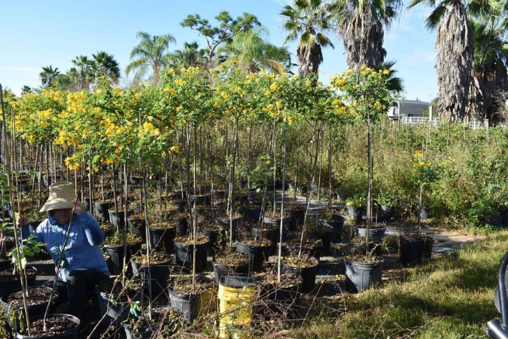 senna-bicapsularis-cassia-bicapsularis