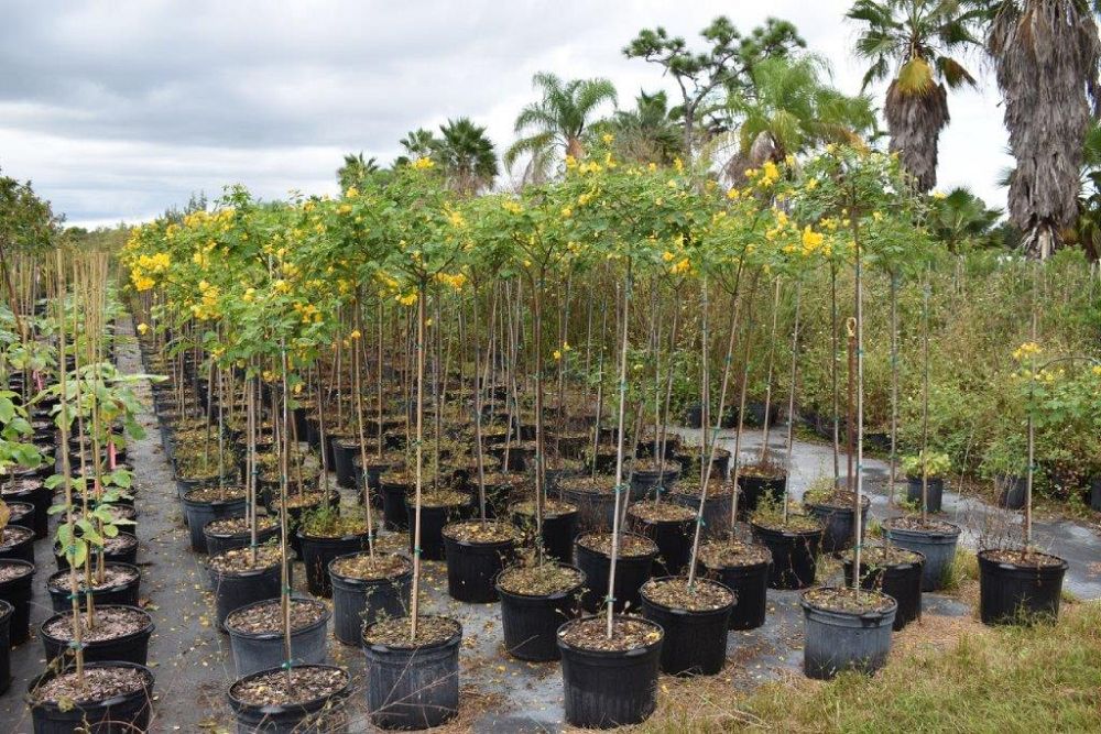 senna-bicapsularis-cassia-bicapsularis