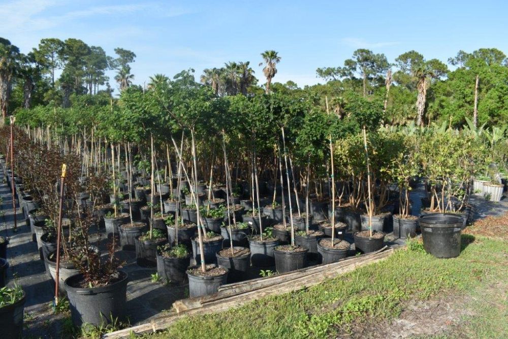 senna-bicapsularis-cassia-bicapsularis