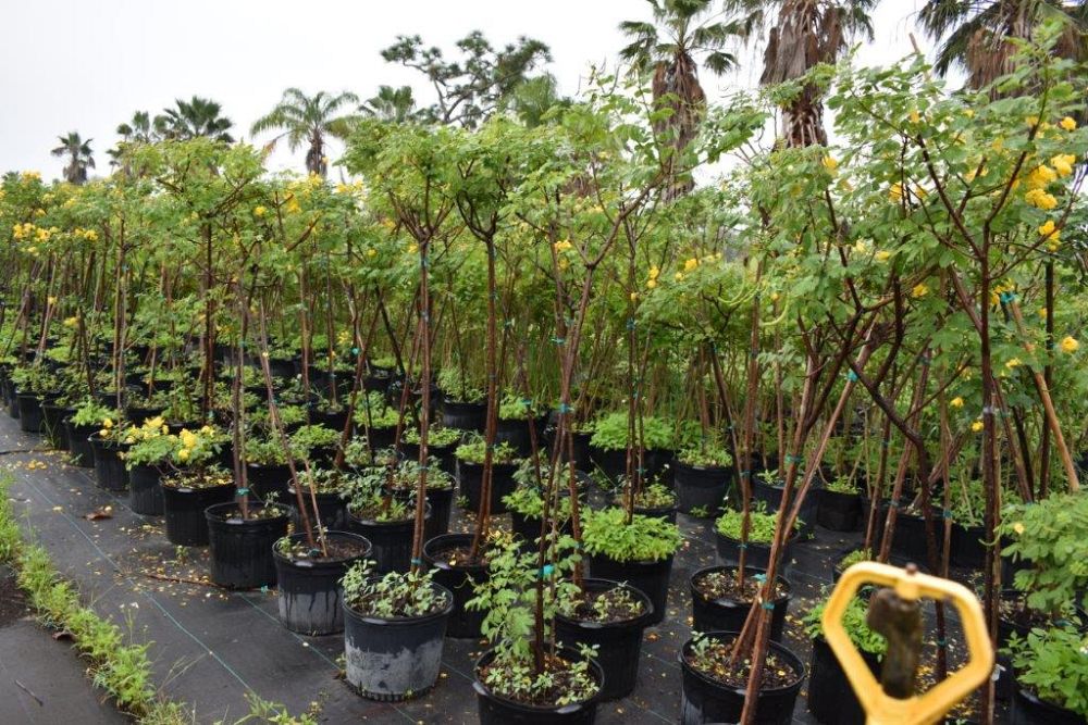senna-bicapsularis-cassia-bicapsularis