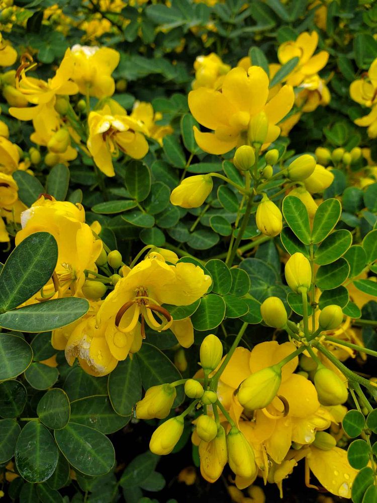 senna-bicapsularis-cassia-bicapsularis