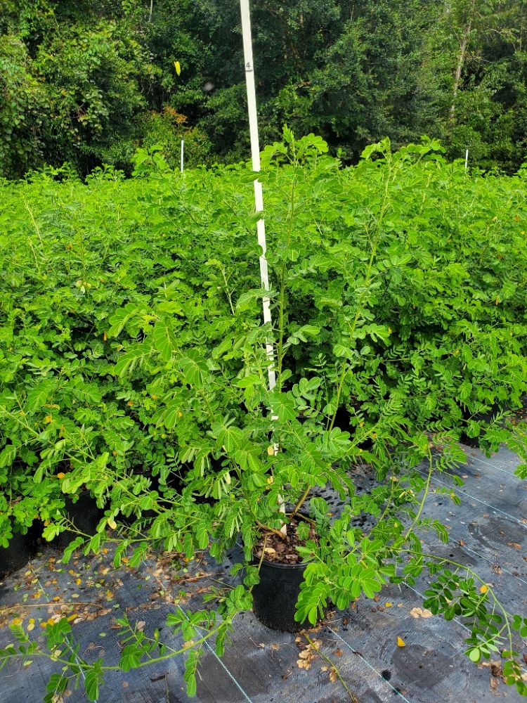 senna-bicapsularis-cassia-bicapsularis